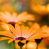 red_photos_02_1.jpg