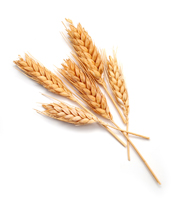 wheat.jpg